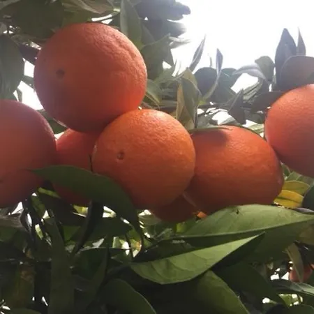 Stonehouse Dome Lagadia Holiday home *