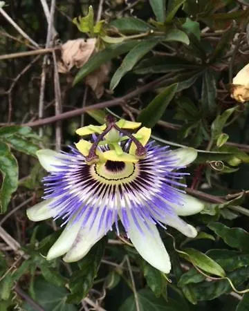 Stonehouse Dome Lagadia 펜션 *