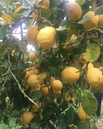 Stonehouse Dome Lagadia * 라가디아