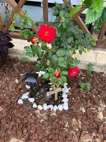 Stonehouse Dome Lagadia *