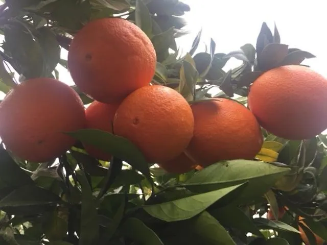 Stonehouse Dome Lagadia Feriehus *