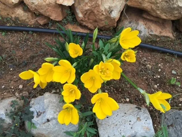 Feriehus Stonehouse Dome Lagadia