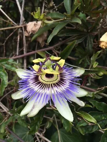 Stonehouse Dome Lagadia Feriehus *