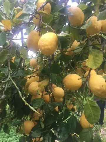 Stonehouse Dome Lagadia * Lagkadia